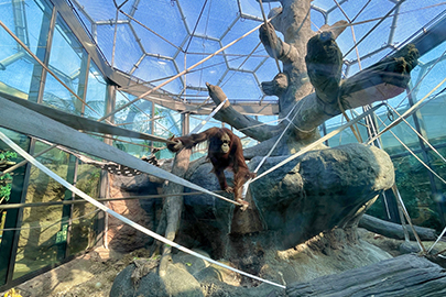 Cleveland Metroparks Zoo RainForest Dome Replacement